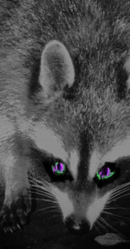 Shot Six Times, Left Unanswered: Investigating Rochester’s Zombie Raccoon Incident