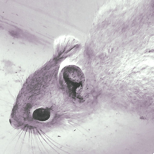 June 6, 2024, White-Tailed Squirrel Returns With Battle Scars And Bite Marks!