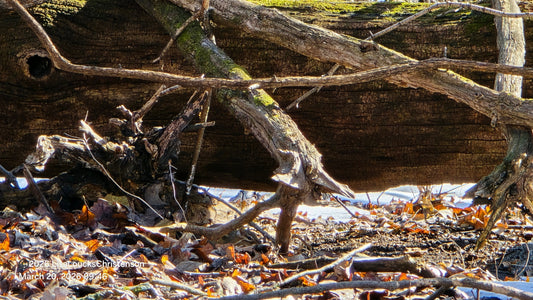 Rochester Author Completes Two Major Works at Exact Spring Equinox 2026 Moment