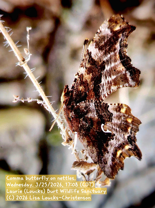 Comma Butterfly Marks Rochester’s Oak Savanna Awakening