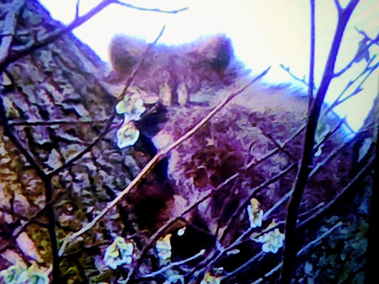 Local Sanctuary Story Expands Into Documentary Film