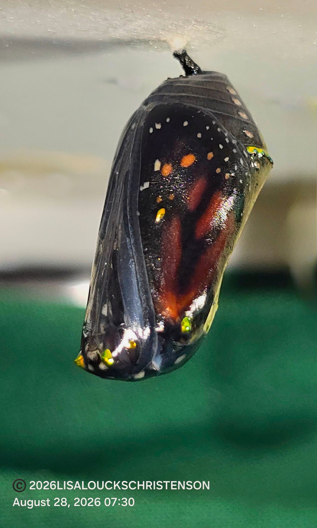 Moonlight, Monarchs, and the Waiting Milkweed