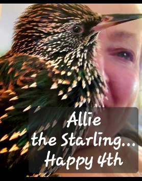 Allie the Starling and Lisa