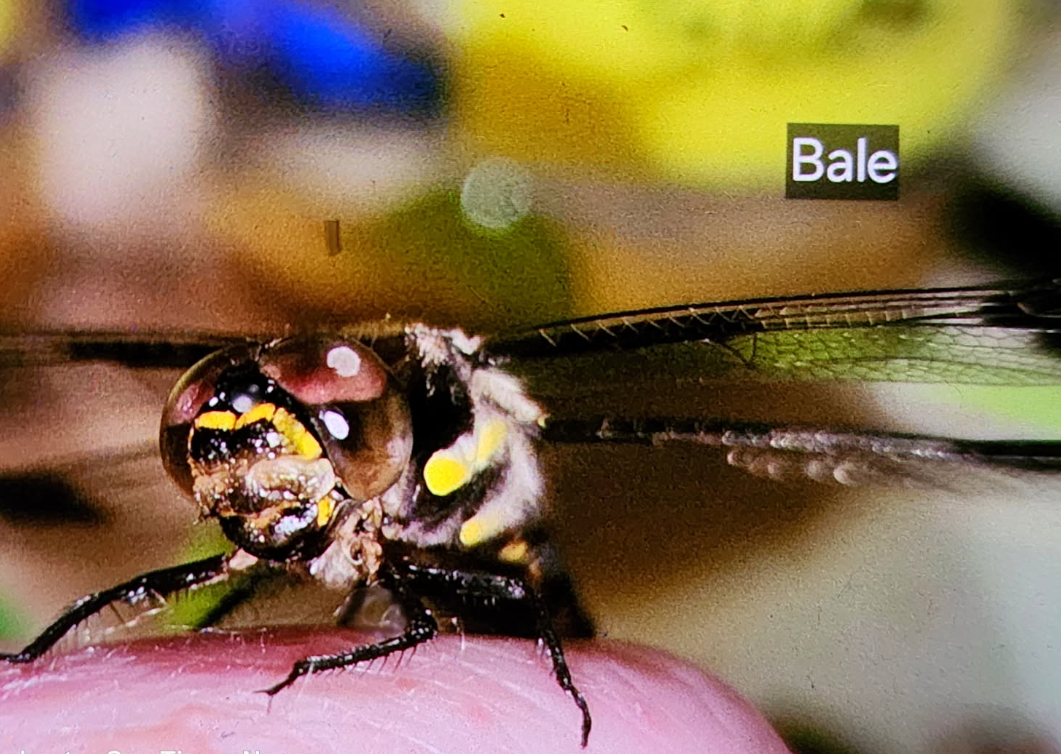 From Ice Water to Wings: The Release of Bale, the First Dragonfly of Sixty-One