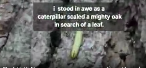 Slow Climb, Big Story: Caterpillar Ascends Oak in Quiet Display