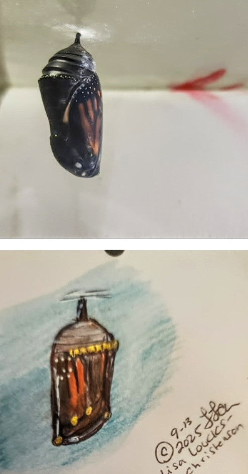New Book Release Celebrates the Journey of a Monarch: Dolly: The Caterpillar I Knew in the Butterfly