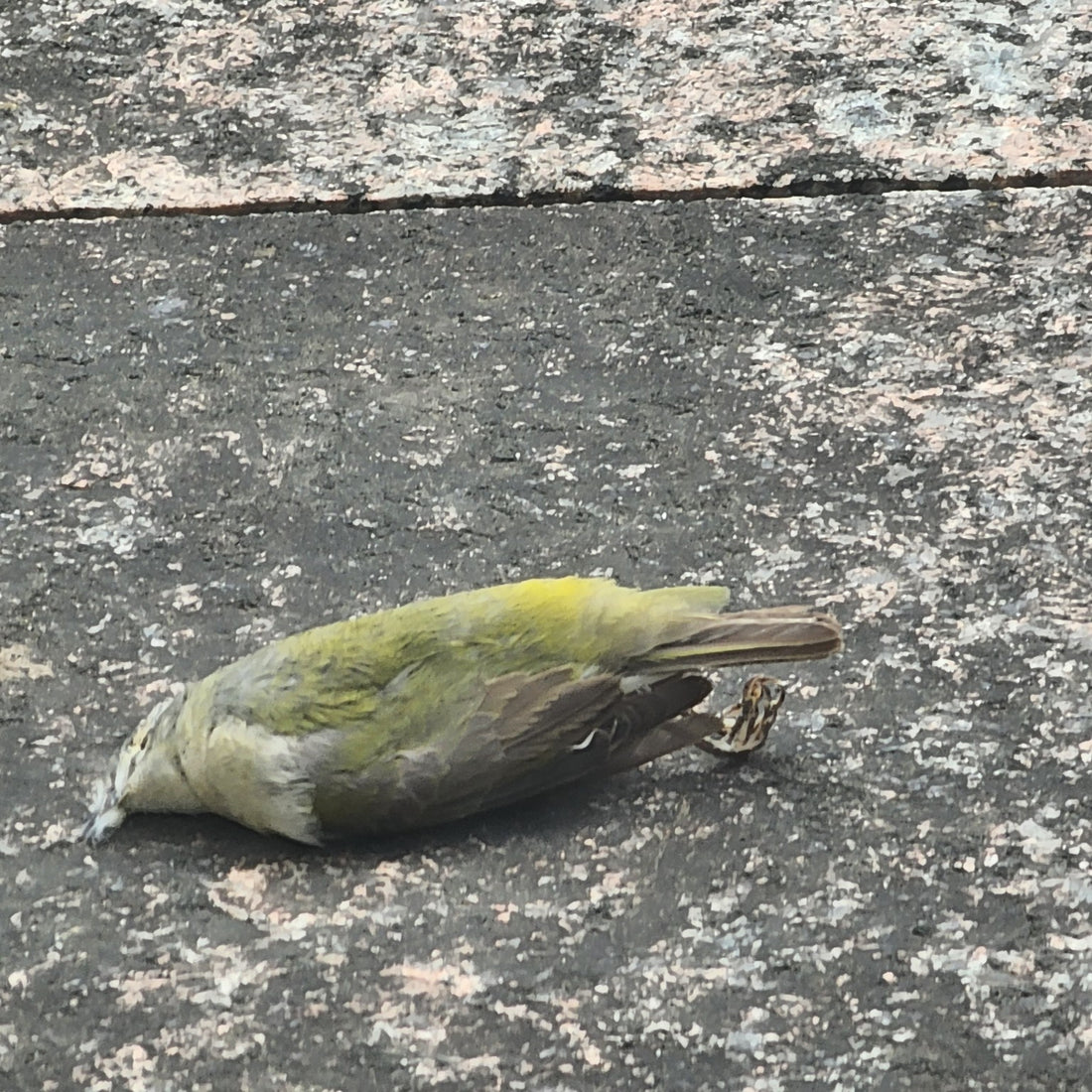 5/17/2024: Mayo Clinic, Pigeons, Picketers, Broken Eggshells...One Warbler Down