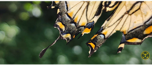 Loucks-Christenson's Tiger Swallowtail shot