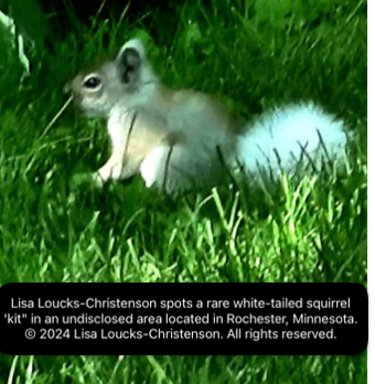 May 29, 2024, Rare White-Tailed Squirrel Documented in Rochester, Minnesota
