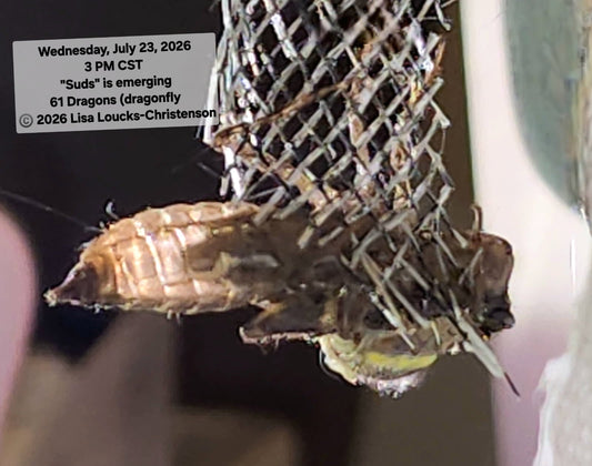 Local Journalist Documents Rare Dragonfly Emergence After Eight-Month Rescue