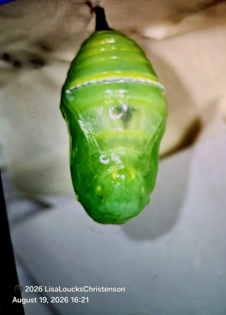 Voyager’s Black Heart: A Monarch’s Chrysalis Begins